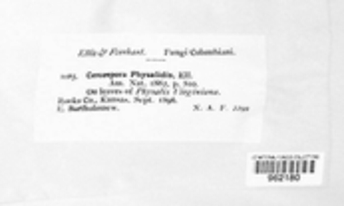 Cercospora physalidis image